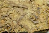 Sandstone with Dinosaur Teeth, Tendons & Bones - Wyoming #371511-2